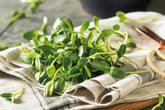 Sunflower Microgreens: A Sun-Kissed Delight for Your Indoor Garden