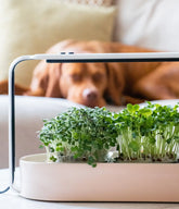 Microgreens for Dogs: A Guide to Safely Feeding Your Dogs with Nutrient-Rich Greens
