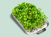 All You Need to Know About Broccoli Microgreens and How to Grow Them