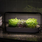 Get the 6 most important nutrients with microgreens