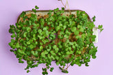 The Story of Microgreens: From Ancient Sprouts to Today’s Superfoods