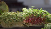 The Ultimate Guide to Growing Microgreens: Everything You Need to Know