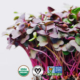 How to Grow and Use Radish Microgreens: A Complete Guide