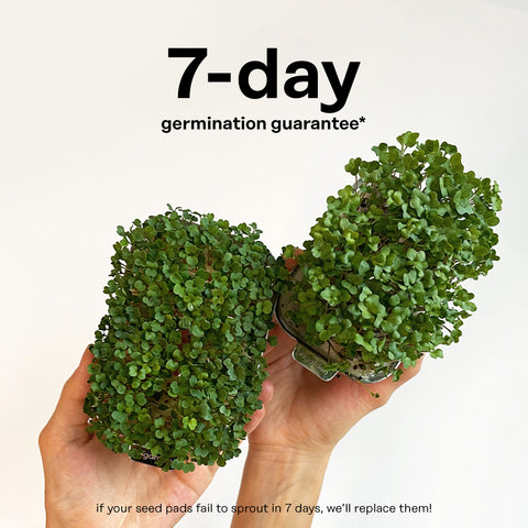 Two hands holding up a full tray of microgreens each with the added title announcing a 7-day germination guarantee.