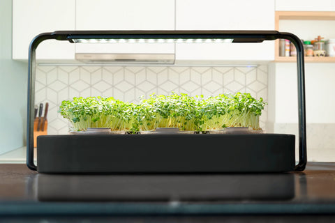 Black indoor-garden from ingarden with full-grown microgreens placed on top of a kitchen counter.