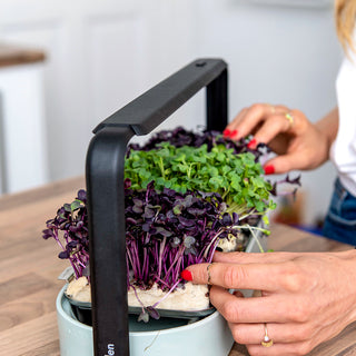 ingarden customer touching her full-grown radish microgreens in her mint-colored indoor garden from ingraden.