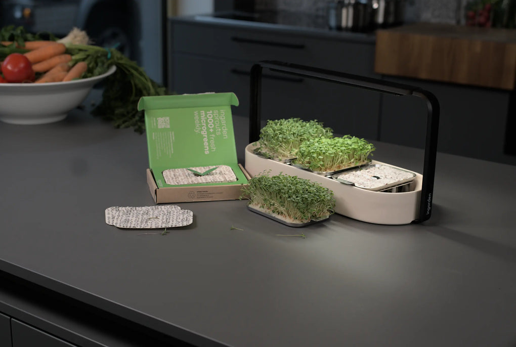 Broccoli Micorgreens benefits on table growing kit with Microgreens