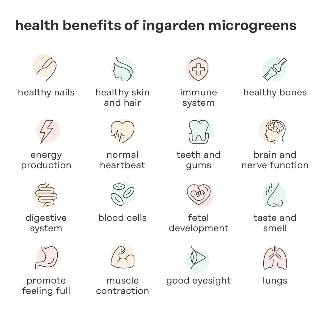 ingarden | grow your microgreens at home & pay as you grow Microgreens Growing Kit ingarden   