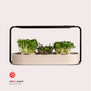 ingarden (subscribe & save plan) Microgreens Growing Kit ingarden cozy rose  